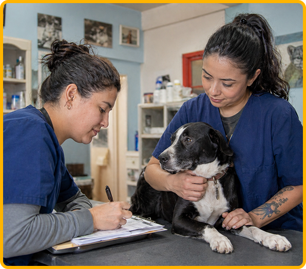Shelter workers with a dog